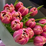 15 Пионовидных тюльпанов